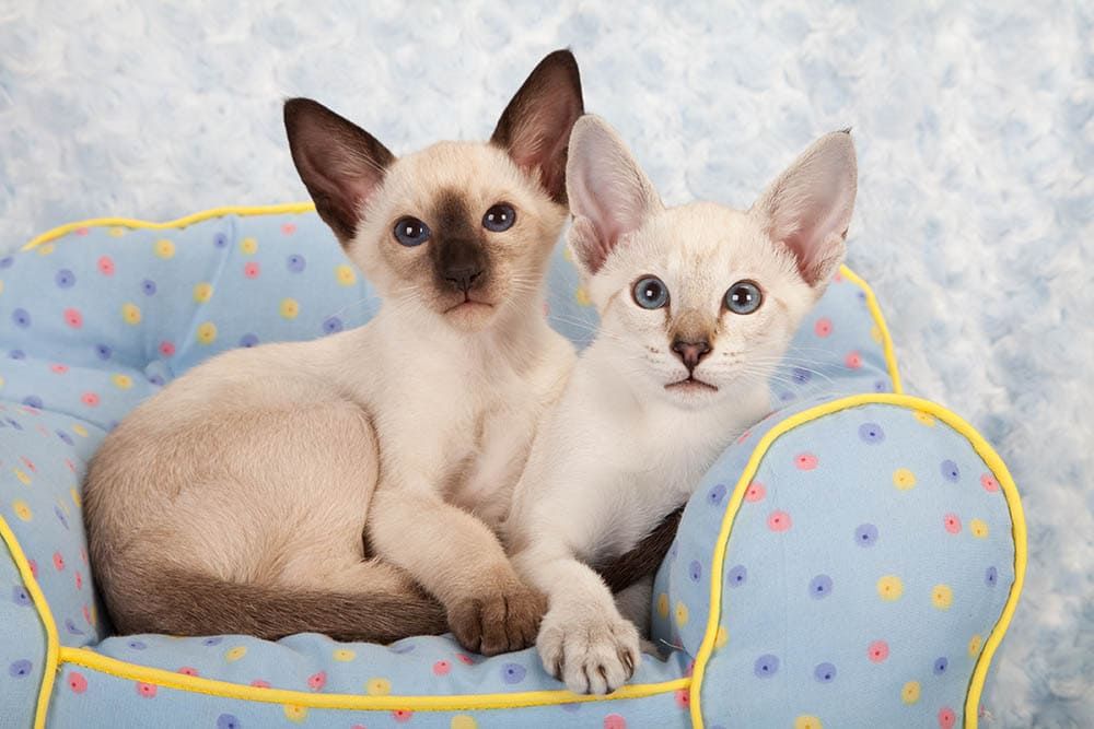twee siamese kittens in hun blauwe bed