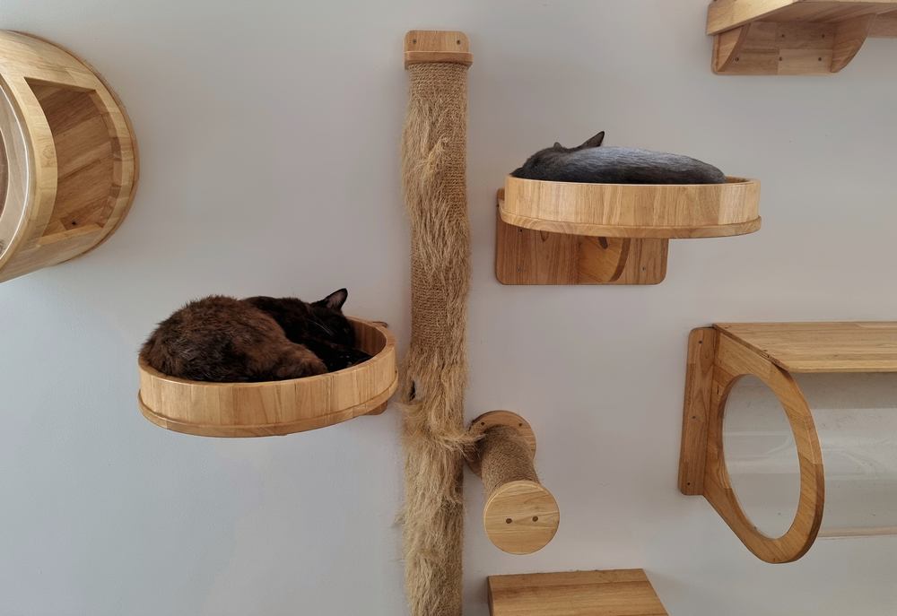 twee jonge katten rusten in een modern aan de muur gemonteerd kattenbed