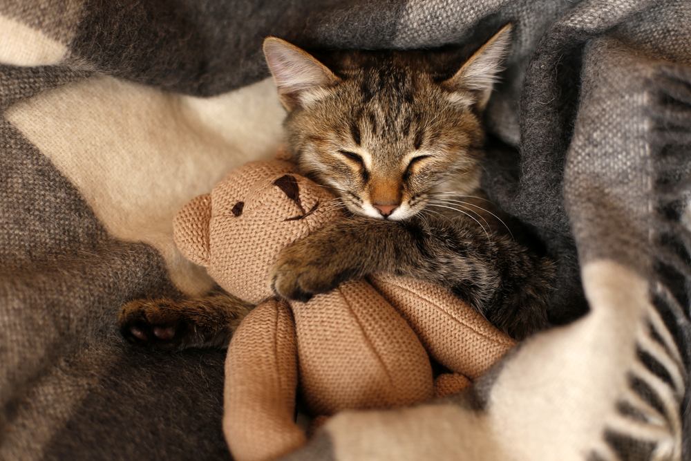 grijs kitten slapend op grijze geruite wollen deken die gebreid speelgoed omarmt