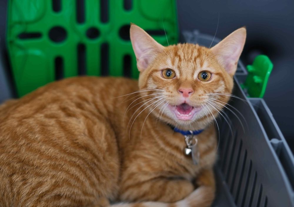 Close-up portret van miauwende rode kat
