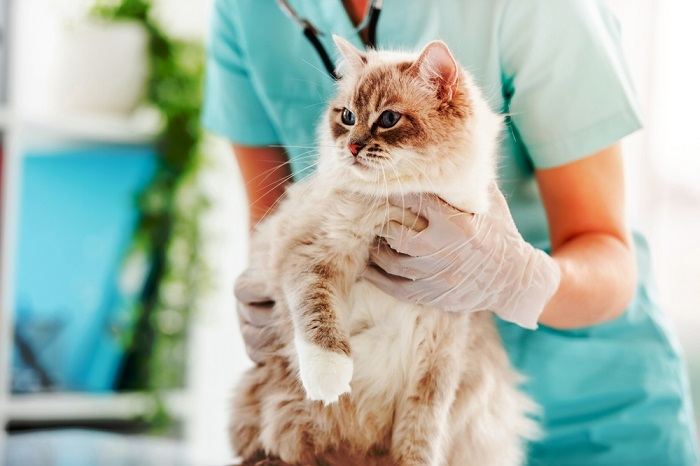 Vrouwelijke dierenarts die donzige ragdoll kat houdt tijdens medische zorg