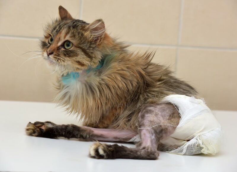 Zieke kat die een verwonding van de wervelkolom heeft opgelopen