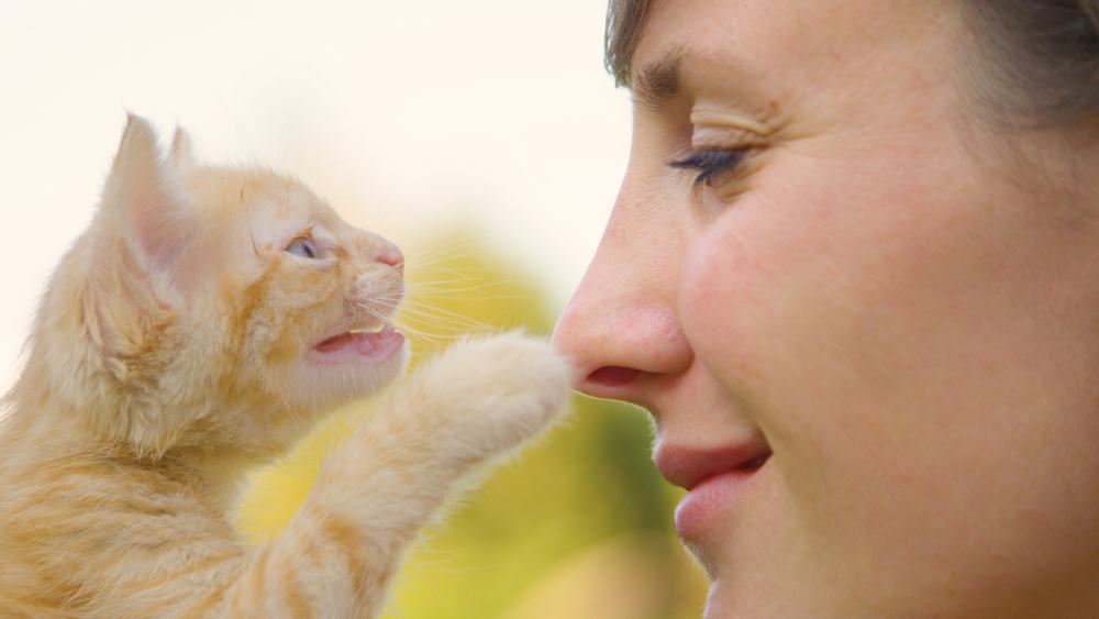 Schattig oranje tabby-kitten raakt zachtjes de neus van de jonge vrouw aan