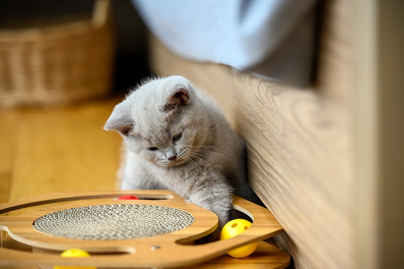 Brits korthaar kitten spelen met puzzelspeelgoed