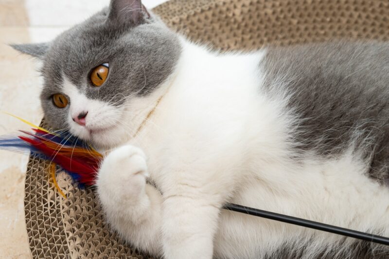een Britse kortharige kat die met een gevederde hengel op een corrugate kattenkrabber speelt