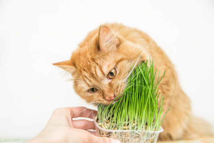 Kat die gras eet