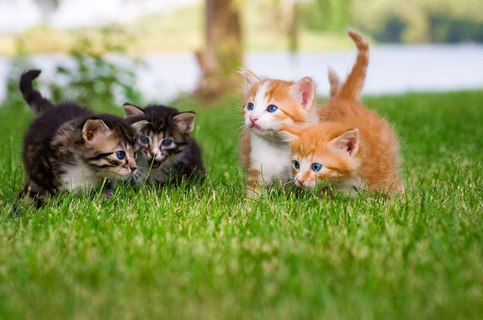 Vier kleine kittens die in de tuin spelen