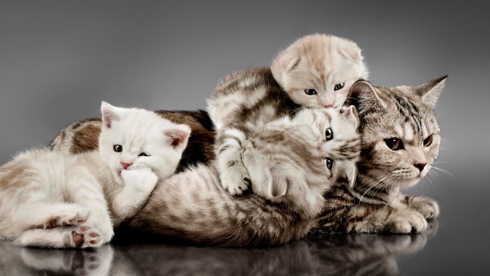 mooi kitten met moeder, ras scottish-fold