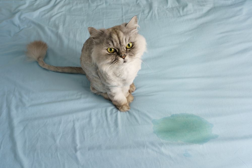 kat zit in de buurt van natte of pis plek op het bed