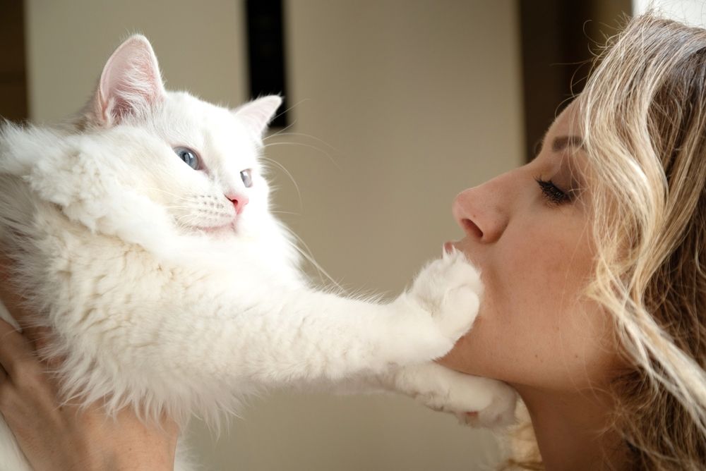 witte donzige kat die het gezicht van de vrouw aanraakt met zijn poot