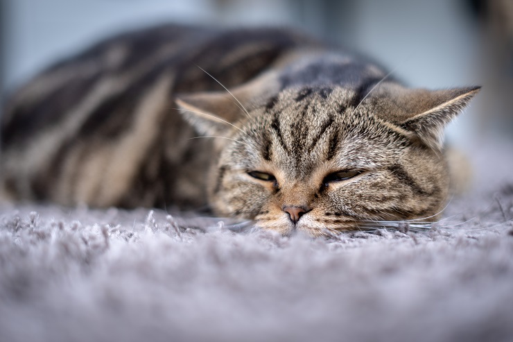 zieke kat die in tapijt slaapt