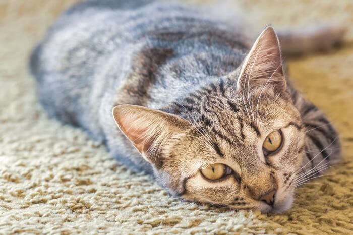 kat kijken tijdens het slapen in tapijt vloer