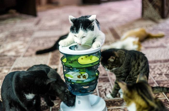 kat spelen puzzel feeders