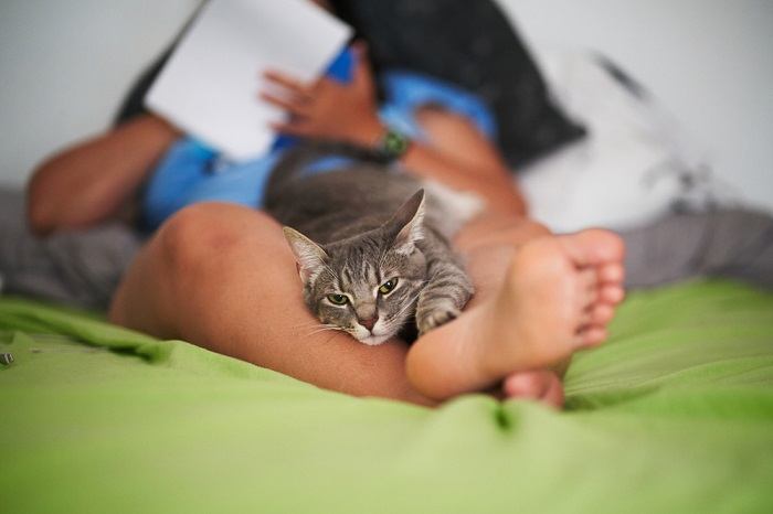 Een tevreden kat die gezellig tussen de benen van een persoon rust en geniet van de warmte en het gezelschap in een ontspannen en comfortabele houding.