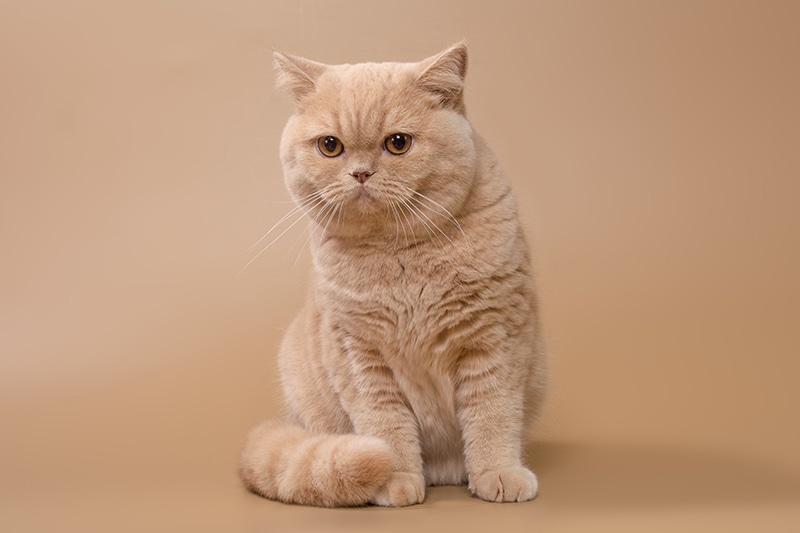 crème Britse korthaar kat