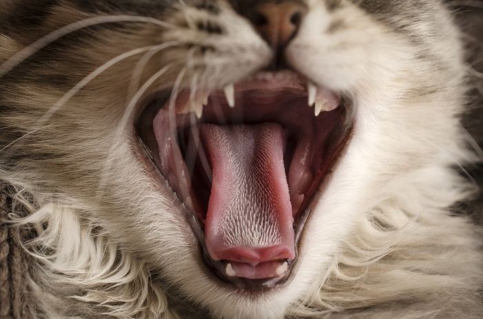 close-up tong van een kat
