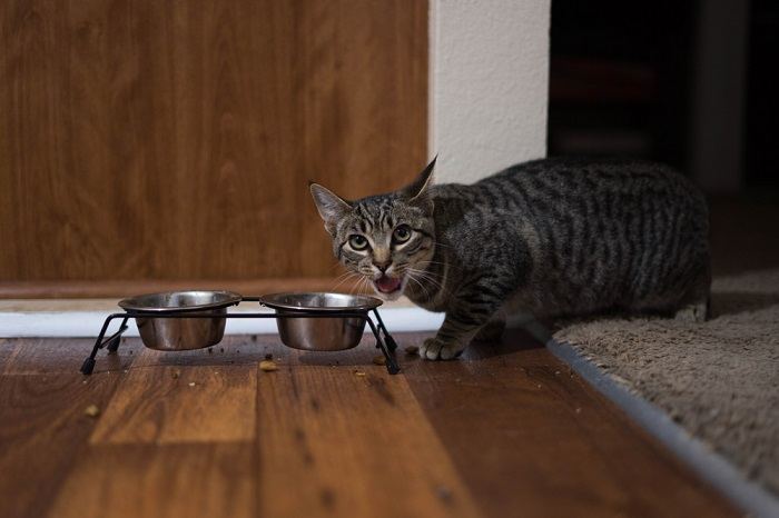 kat die voedsel laat vallen tijdens het eten