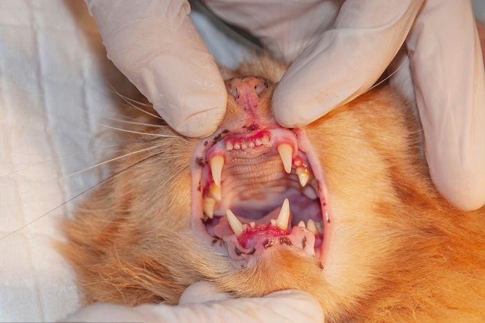   kattentanden en tandvleesaandoeningen