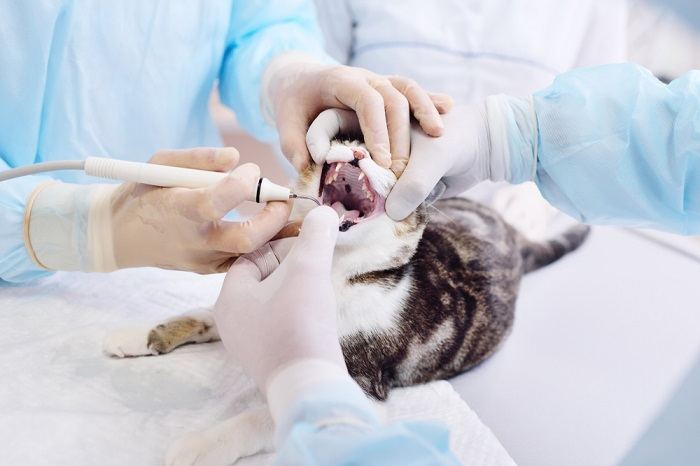 dierenarts onderzoekt de tanden van de kat