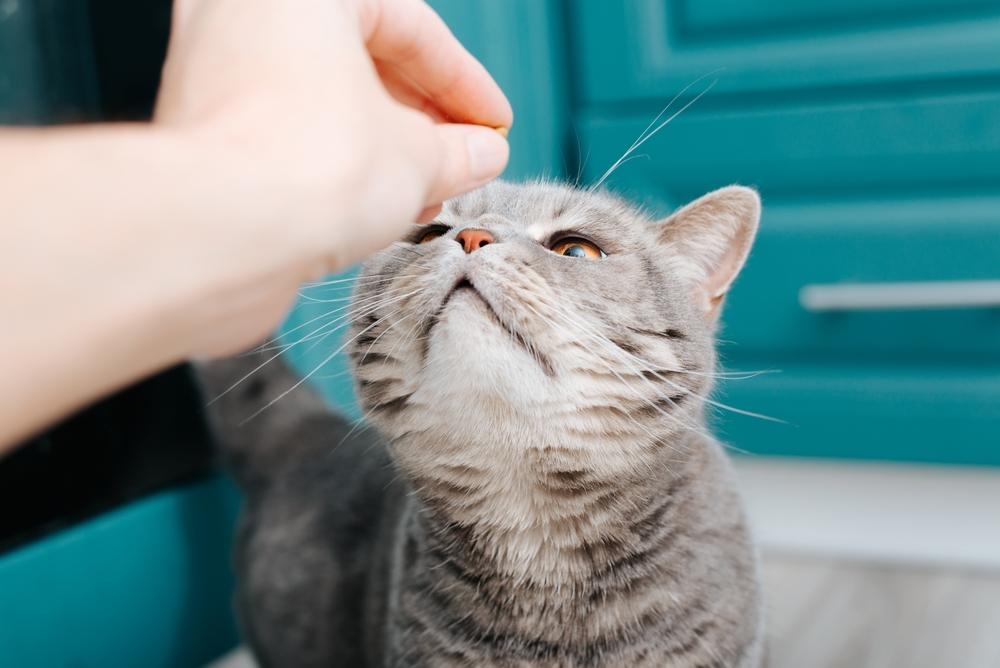 Pluizige kat die aan mensenhand snuffelt
