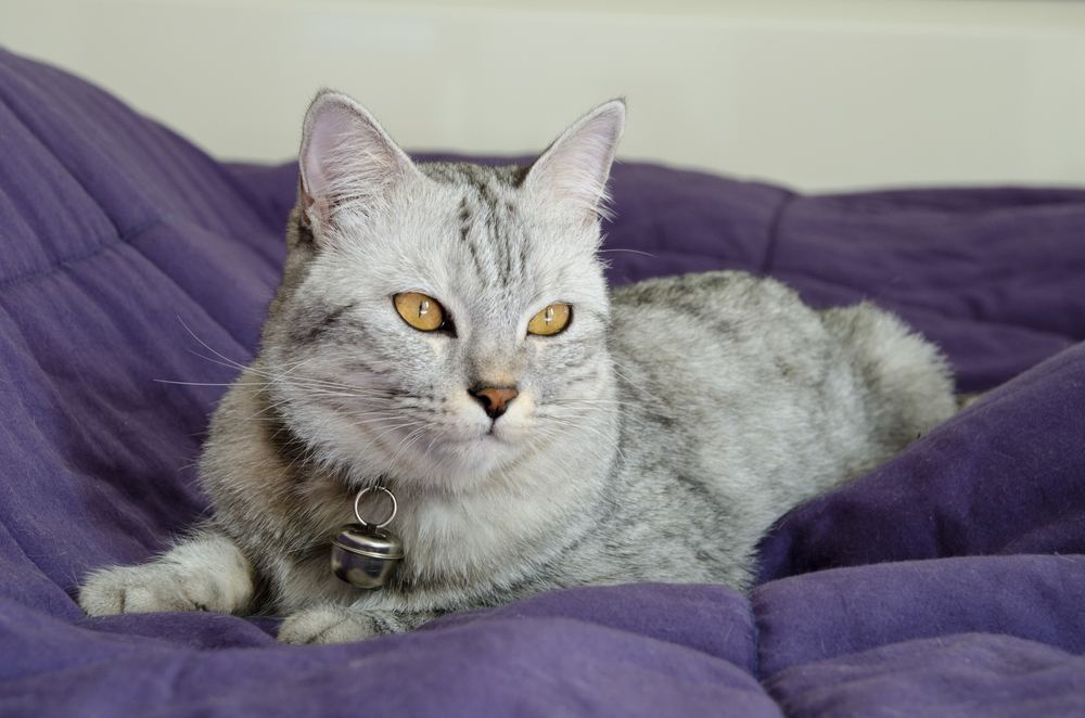 Mooie kat ligt op violette deken