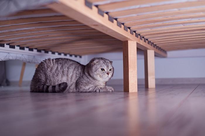 kattenhuiden onder het bed