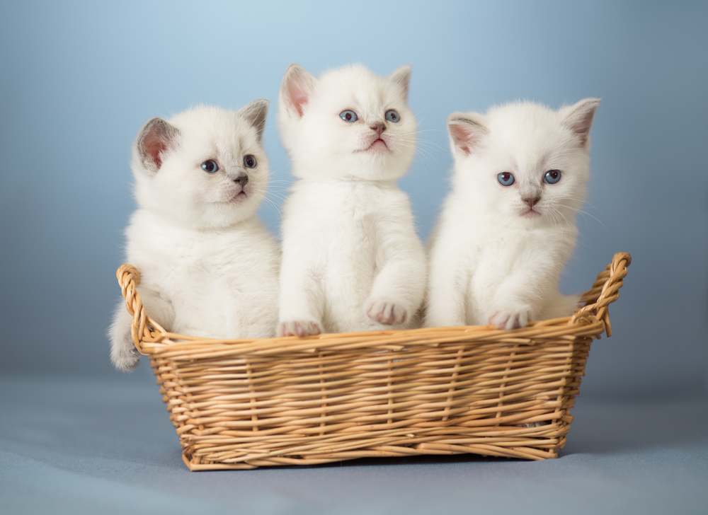 drie witte Britse kittens in mand