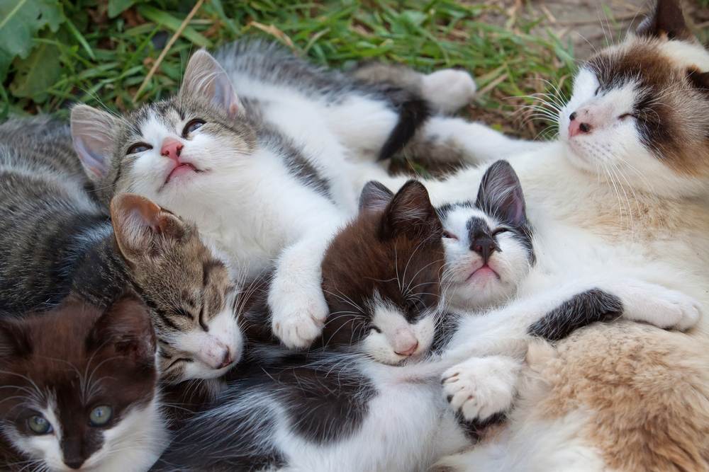 Kleine kittens die buiten rusten
