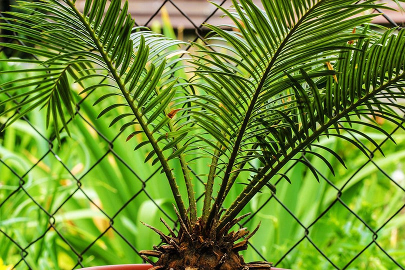 sago palmplant