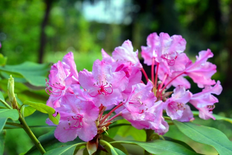 rhododendron azalea bloemen