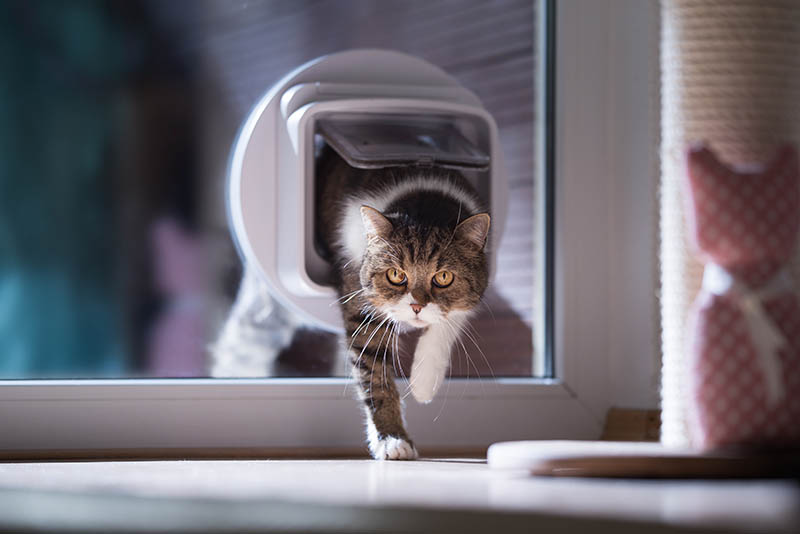 tabby Britse korthaar kat komt het huis binnen met behulp van kattenluik