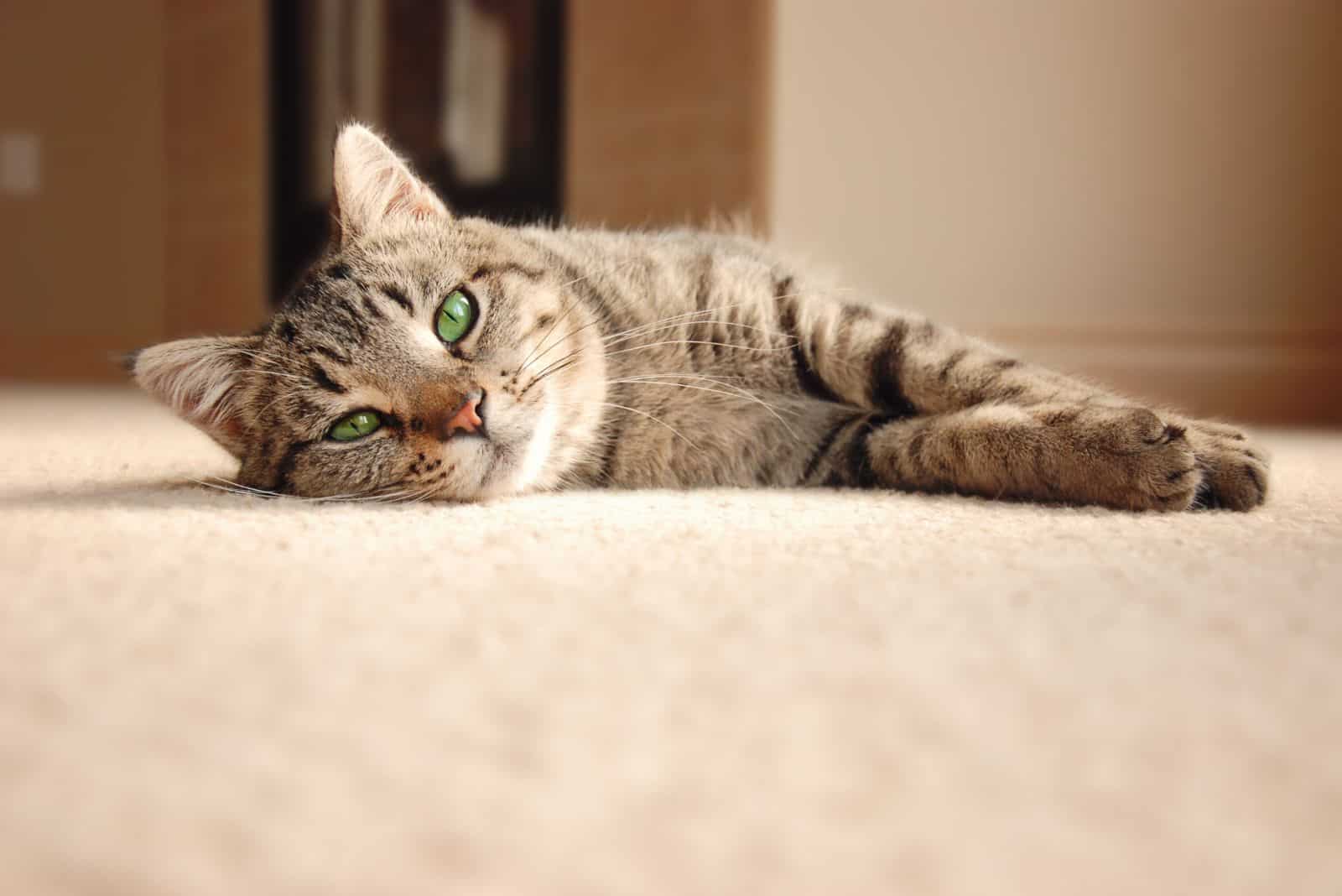 Schattige tabby kat met groene ogen liggend op tapijt