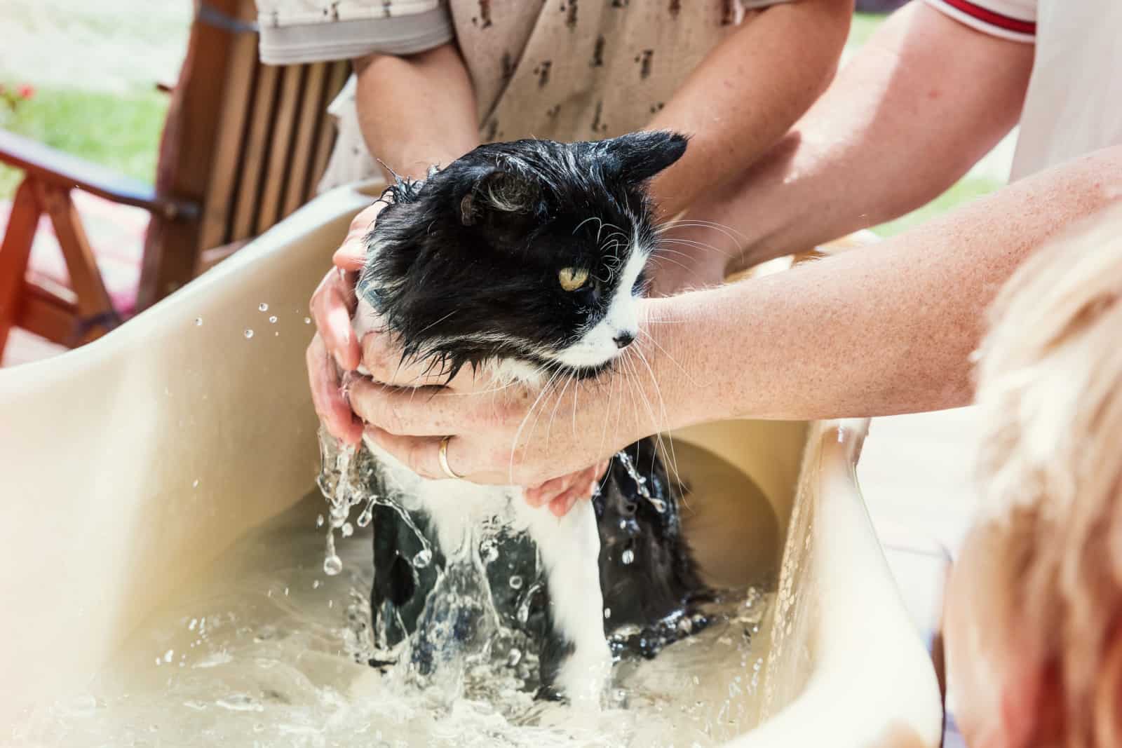 Een kat baden in een badkuip