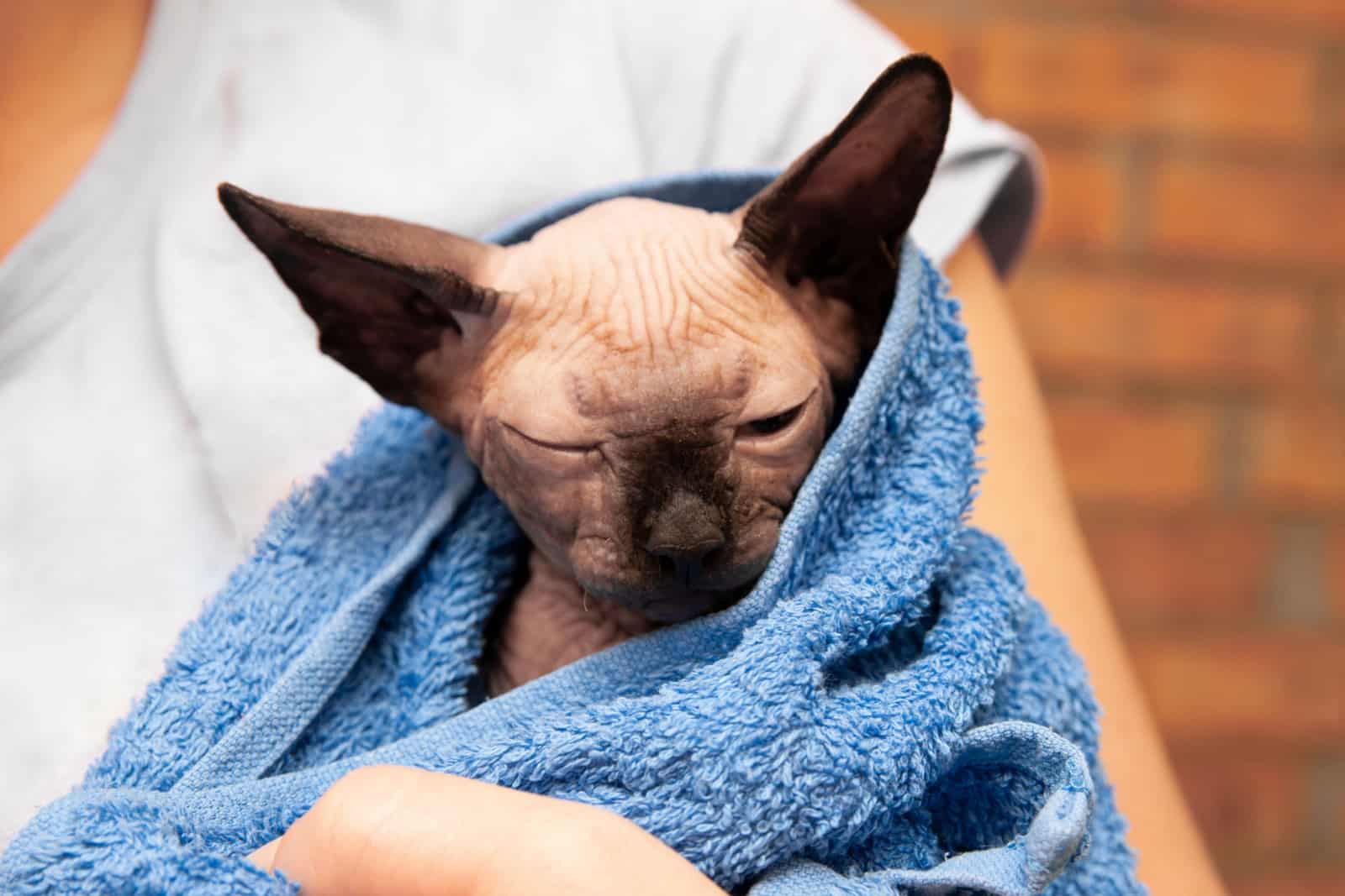 Haarloze Kat in Handdoek