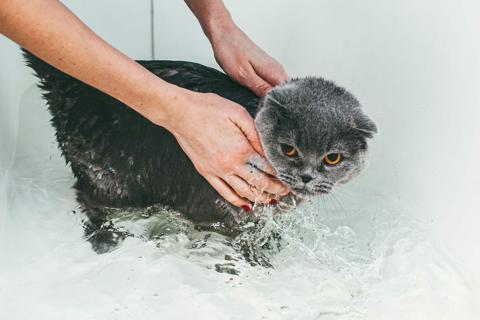 Grijze Schotse vouwkat neemt een bad