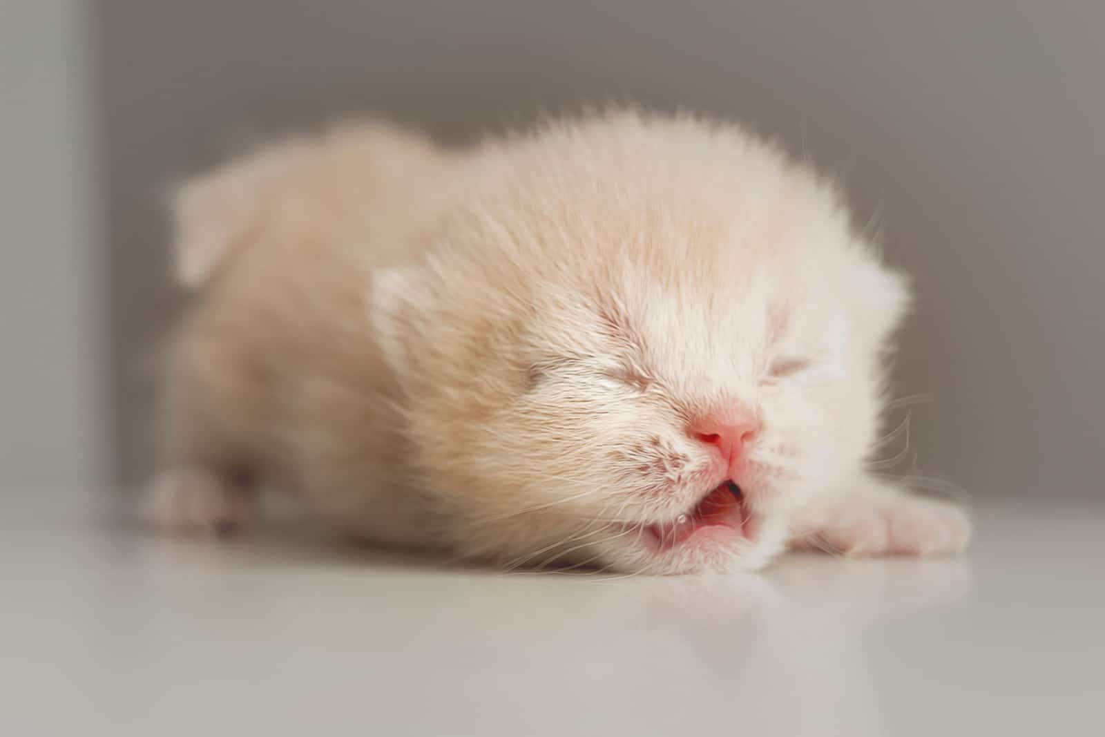 Close-up Britse korthaar kittens pasgeboren crème kleur