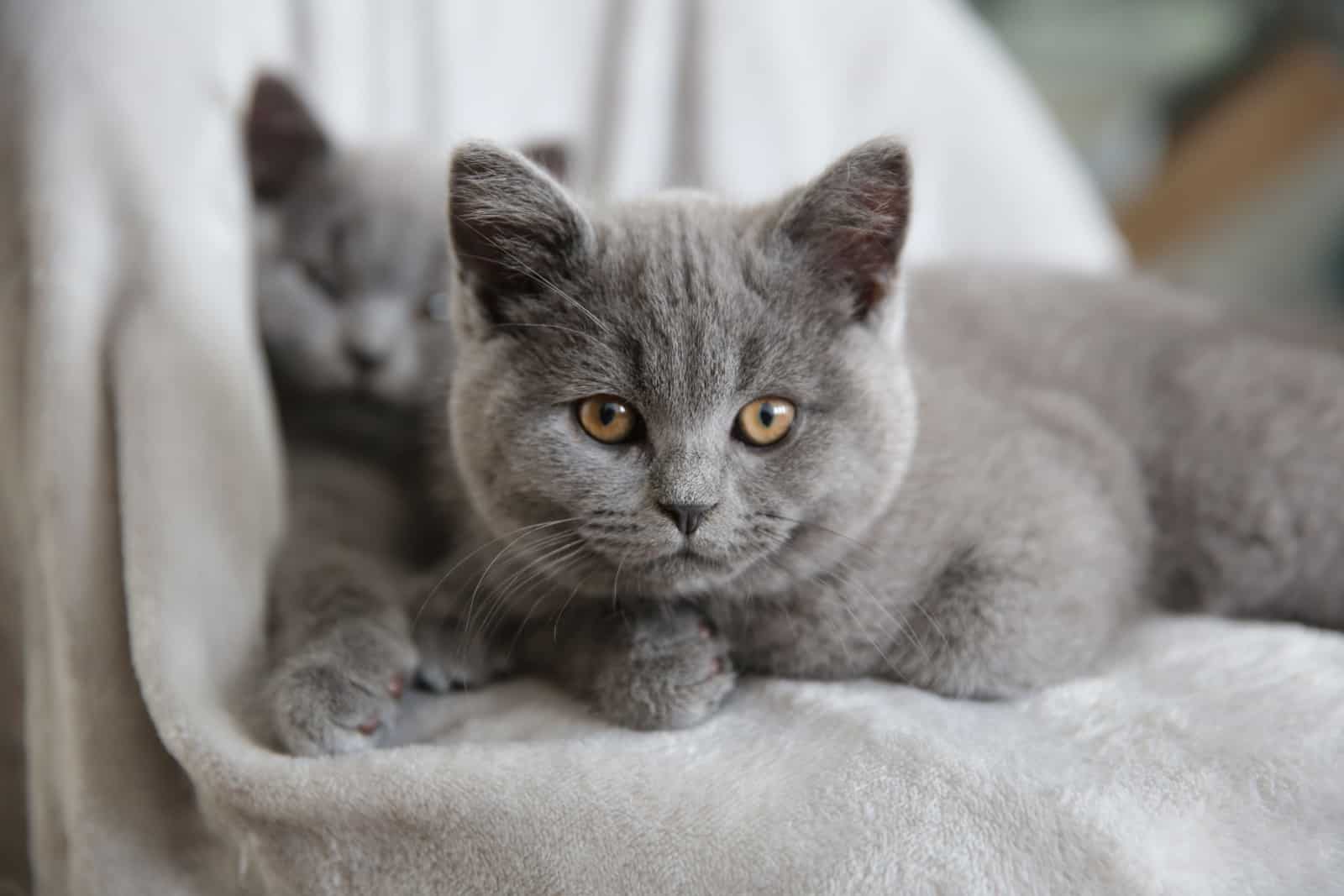 Britse korthaar blauwe kittens 12 weken oud