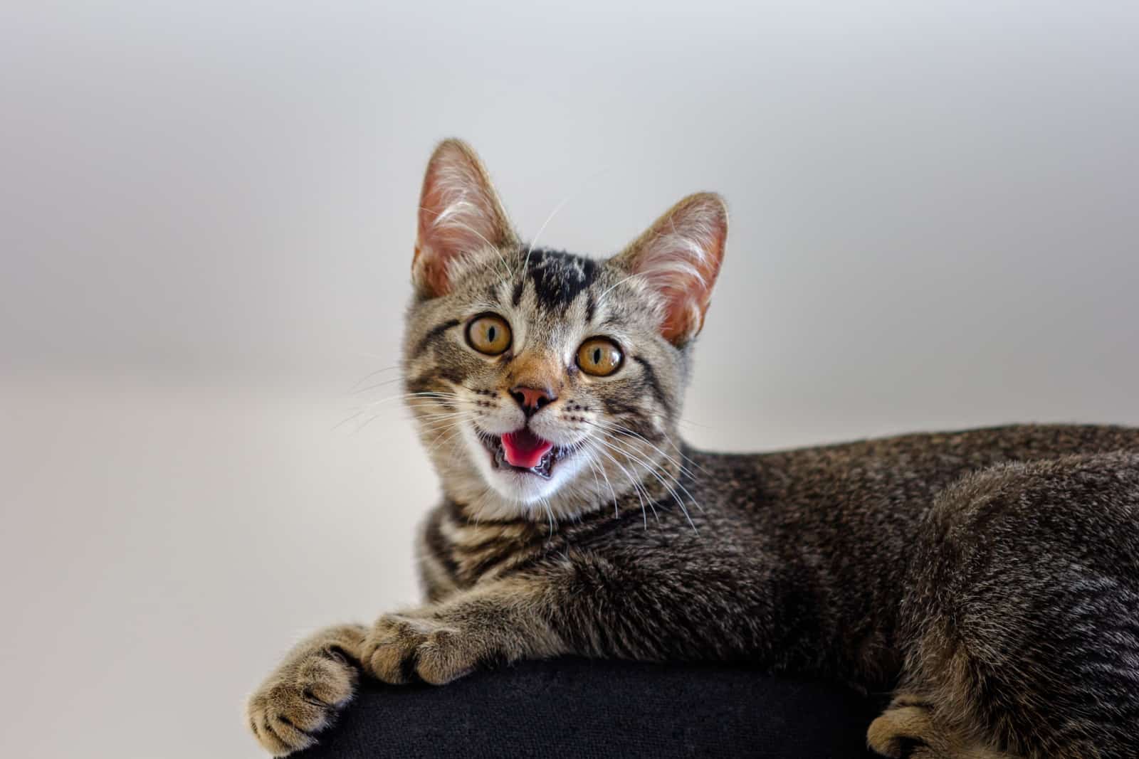 Driekleurige kat met open mond op witte achtergrond die klikkend geluid maakt