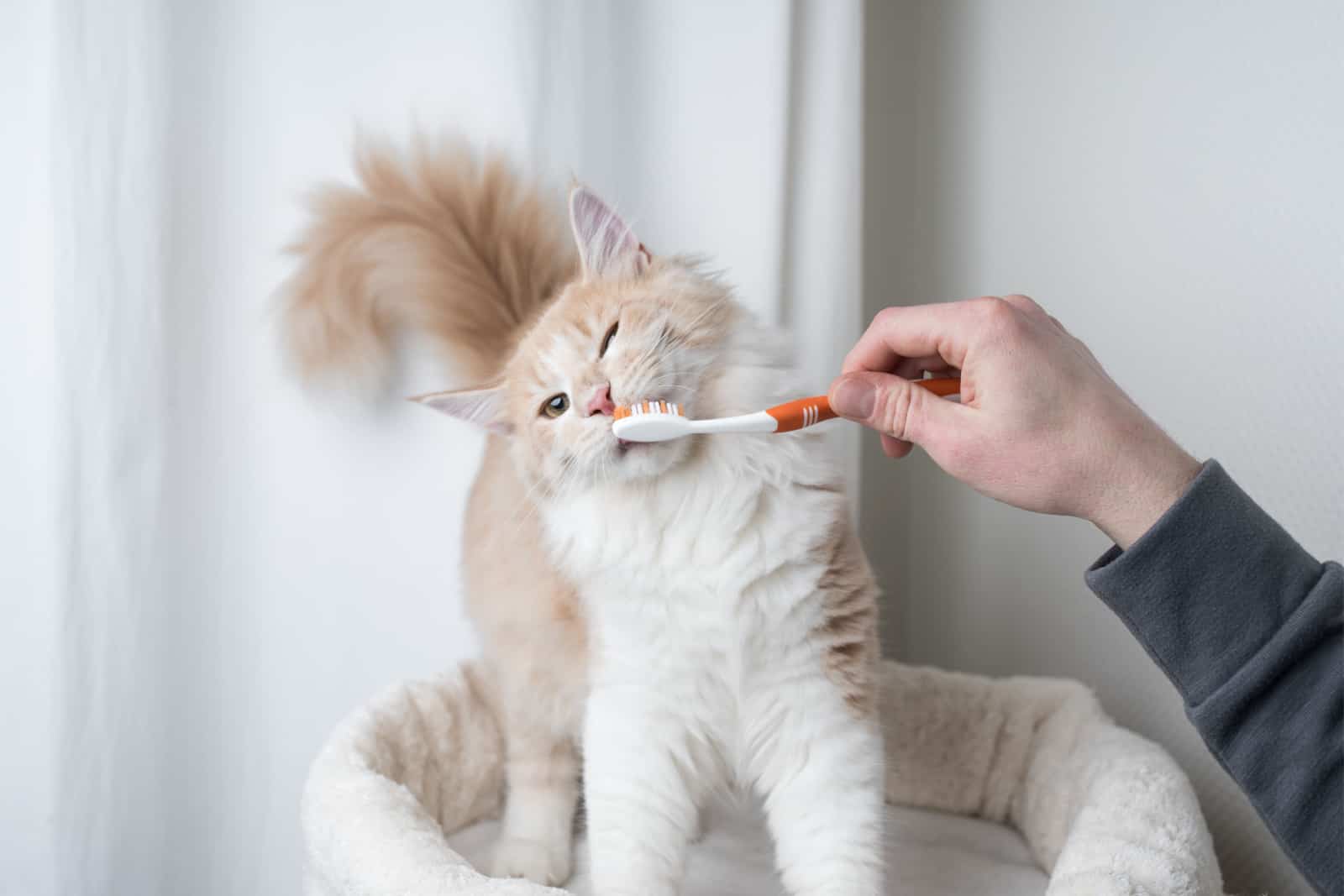 crèmekleurige maine coon kat krijgt tandenpoetsen door eigenaar