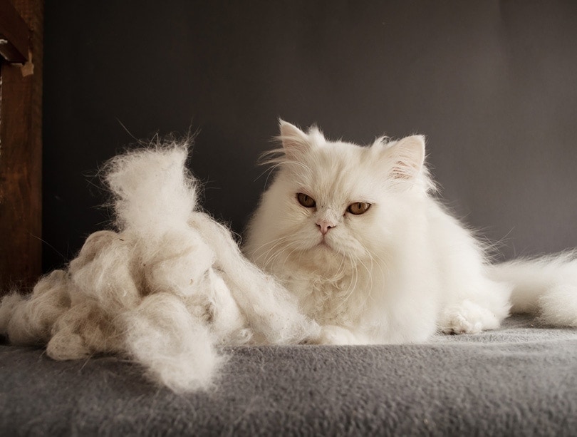 Perzische kat en een stapel afgeworpen kattenhaar