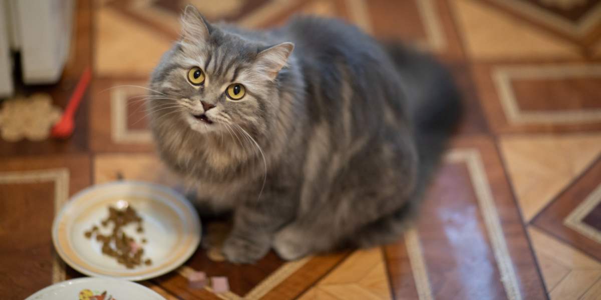 8 redenen waarom katten hun eten nooit afmaken > wat te doen