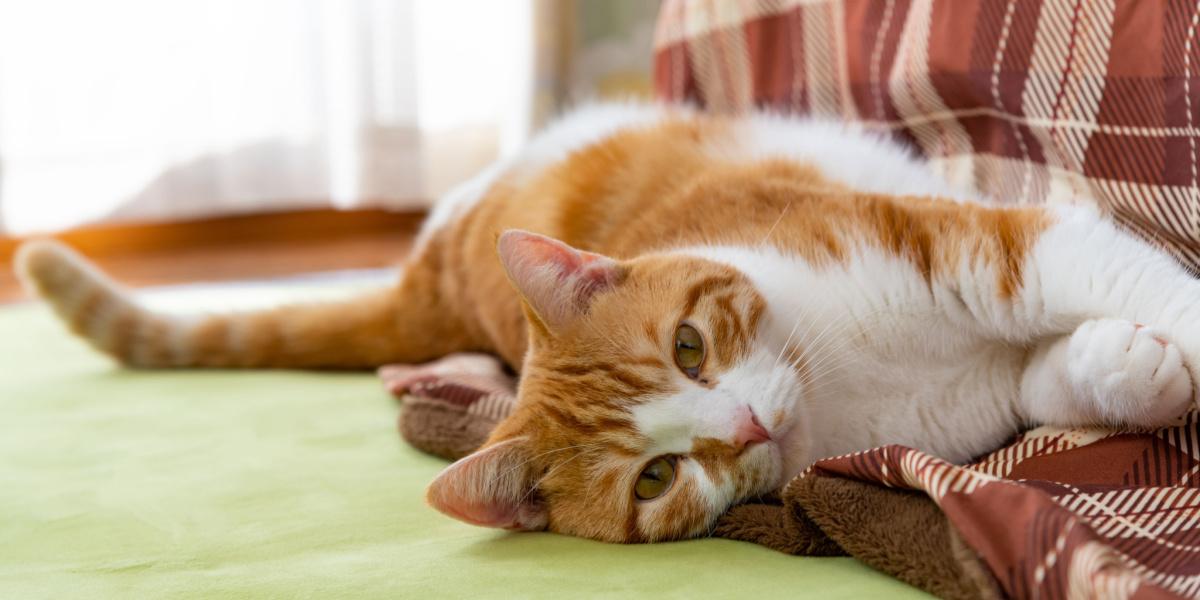 Ataxie bij katten: oorzaken, symptomen en behandeling