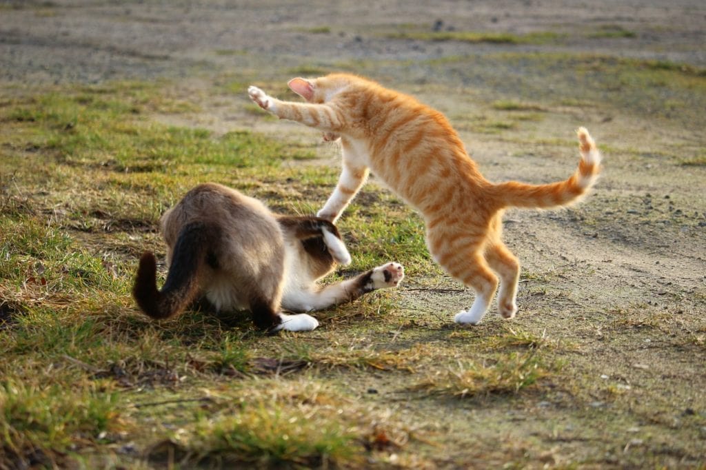 oranje kat en siamese kat vechten