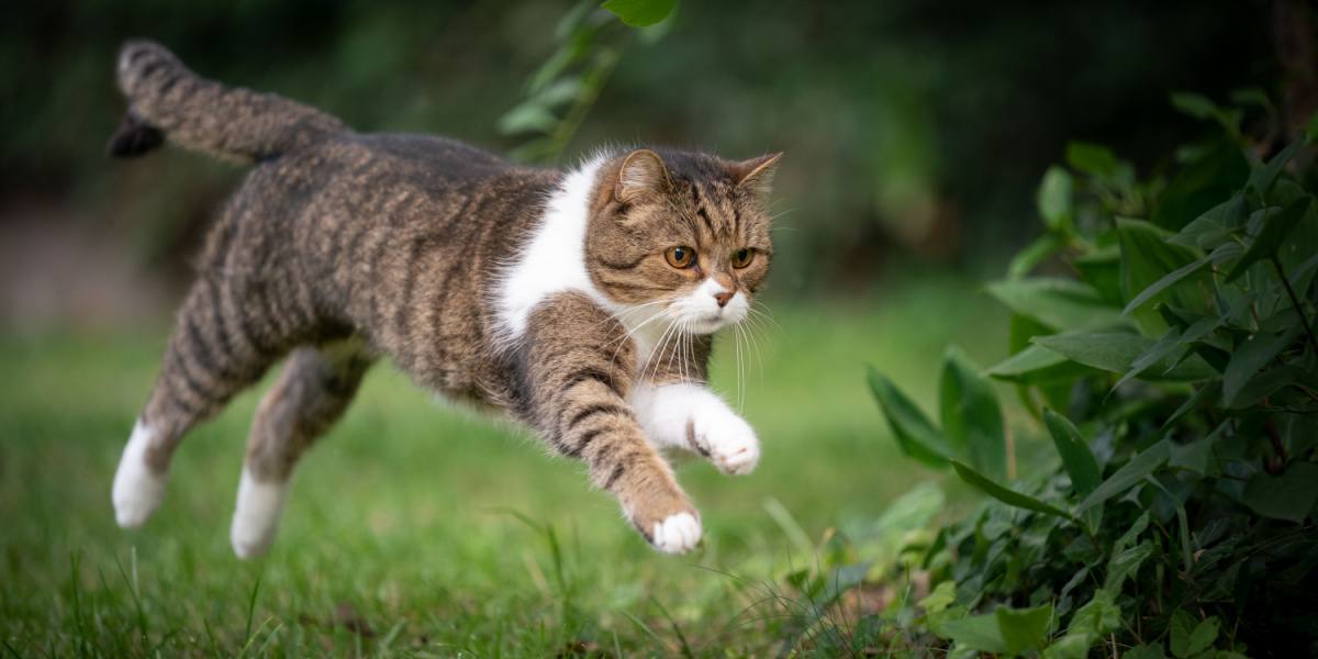 Glucosamine voor katten: Overzicht, Dosering &bijwerkingen