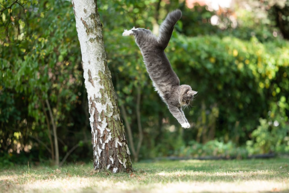 zijaanzicht van een blauwe tabby witte maine coon kat die van berkenboom in de achtertuin naar beneden springt