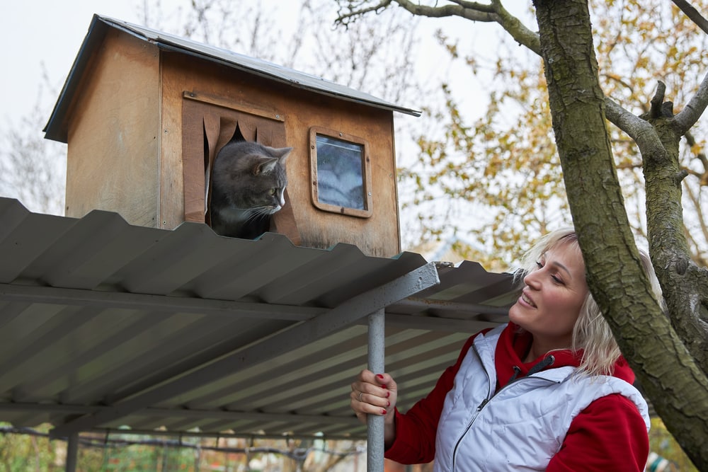 Grijze kat kijkt vanuit zijn houten huis