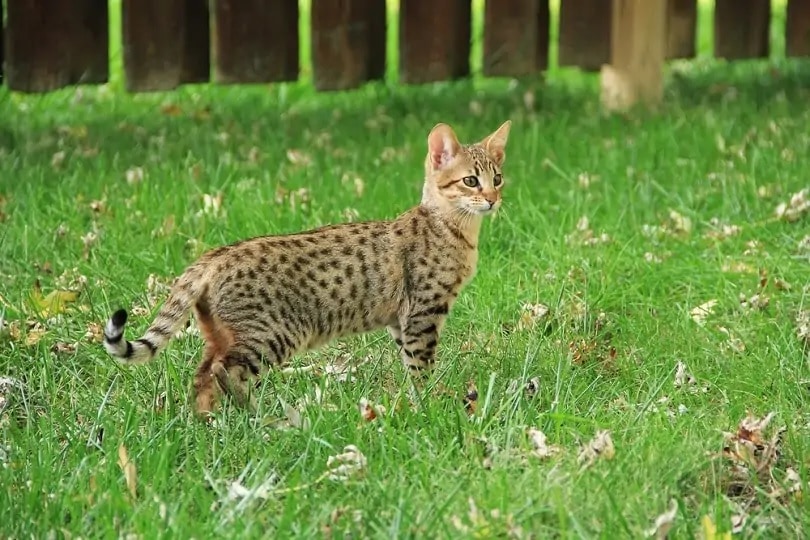 F2 Savannah kat die op gras staat