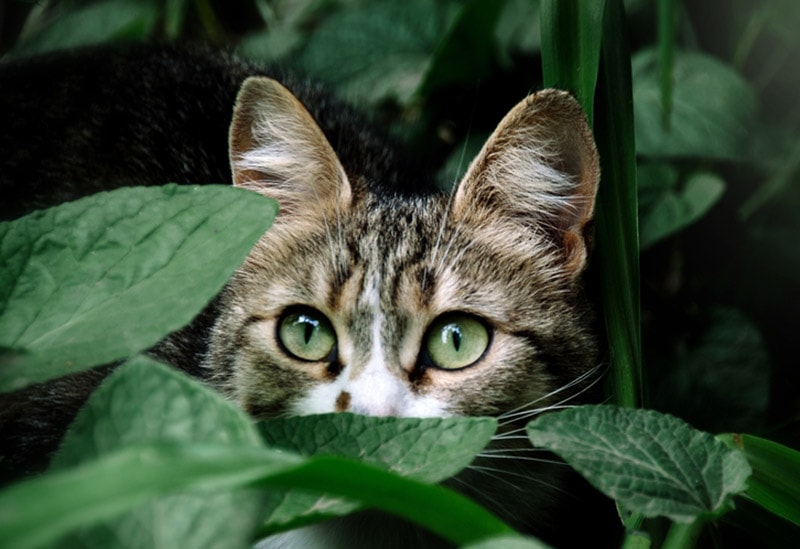 kat verstopt zich in groene bladeren
