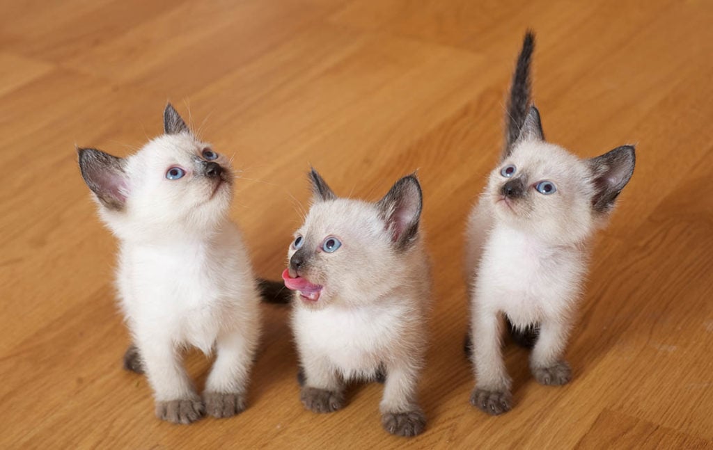 drie siamese kittens op de vloer