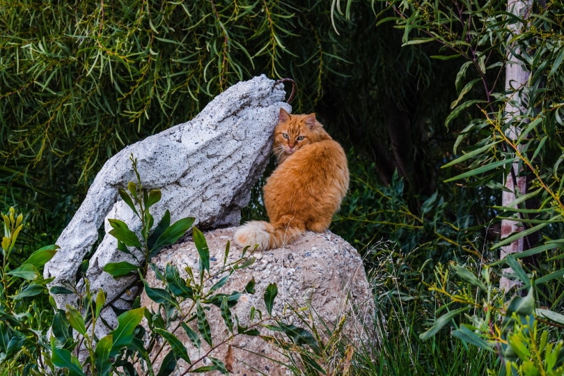 verwilderde kat op rots